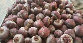 Beetroot for sale in large quantities! Washed or unwashed.
