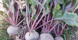 Здраво, продајем цвеклу, сорту Азума Ф1. То је лепа,