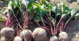 Hello, I am selling beetroot, Azuma F1 variety. It