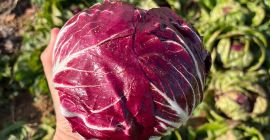 Jó állapotban lévő radicchio. Nincs fekete szegély a végein,