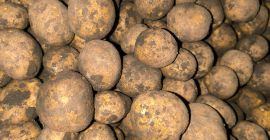 Продајем кромпир сорте SH 1010 за помфрит. Цена по