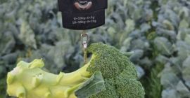 Ziemniaki Agria – Wyjątkowa jakość i smak. Odkryj nasze