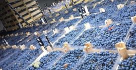 direct de la producator pastrati in conditii optime in