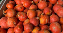 Продавам тикви Хокайдо, Бамбино, Спитфайър и Аладин. Красиви, домашно