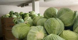 Продавам бяло зеле. 1,2-3,5 кг. Красива, пазарно качествена продукция,