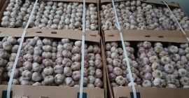 Aglio in vendita Contatta +[telefono]