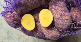 Witam. Sprzedam ziemniaki bardzo smaczne odmiany Balana (żołte) oraz