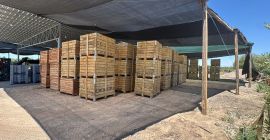 Vendemos ajo morado fresco producido en Argentina de calidad