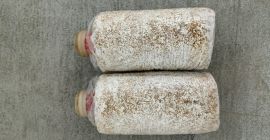 I will sell/import substrate from China for growing exotic