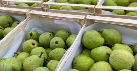 Sprzedam gruszkę lukasówkę i Ksenię bardzo ładną. Po więcej