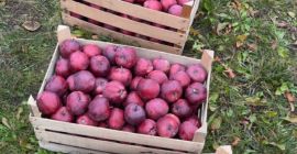 We are trusted suppliers of fresh fruits and vegetables