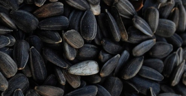 Buongiorno, vorrei acquistare semi di girasole neri, sacchi da