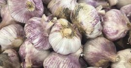 Vindem usturoi violet proaspăt, de înaltă calitate, recoltat recent