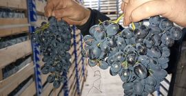 direct de la producator pastrati in conditii optime in