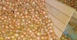 Üdvözlöm, több teherautónyi hagymát árulok ömlesztett kiszerelésben. Fajták: Dormo