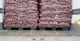 Vendo patate commestibili con test PHYTO. Quantità per camion.