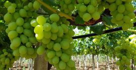 Nice, fresh grapes, 6 kg box, import Greece, pickup