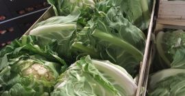 Blumenkohl, 6 Stück Karton / Karton, attraktiver Preis, Abholung