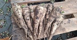 Petrezselymet árulok. További információért kérjük, hívja a [telefonszám] számot.