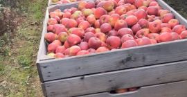 Wir haben viele Apfel- und Birnensorten: Red Jonaprince, Mutsu,