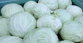 Varză albă mare sau varză murată ideală pentru industriile