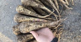 Paszternák - 2025-ös termés, 200 tonna. Friss paszternákokat kínálunk