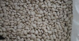 Witam posiadamy na sprzedaż fasolę jaś karłowy. Fasola ładna