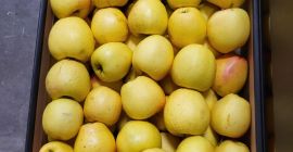 Golden, Prince, Gala, Champion, Idared. Wholesale delivery by trucks,