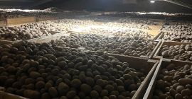 Продавам ядливи картофи от следните сортове: GALA, QUENN ANNA,