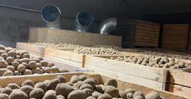 Продавам ядливи картофи от следните сортове: GALA, QUENN ANNA,