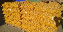 Vendo patate, varietà SUNITA, sacchi di rete legati a