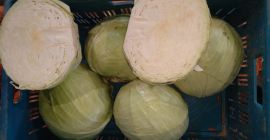 Vendo cavolo cappuccio bianco, varietà Ancoma, testa da 2-4