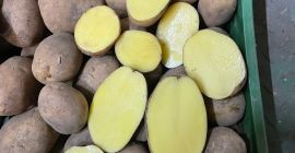 Salve, vendiamo patate da consumo, lavate o intere, confezionate