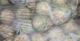 Sedano in vendita, calibro 0,4-1,3 kg. Qualità commerciale. Per