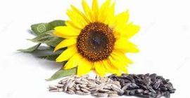 Unser Unternehmen produziert hochwertige Sonnenblumenkerne und -samen für den