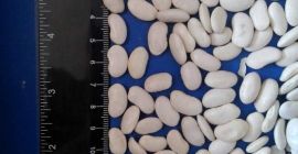 Premium quality white beans available for sale. Varieties: Lopatka