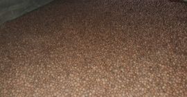 Se venden nueces SECAS con cáscara a granel de