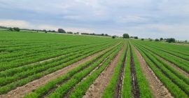 We are a family company that grows GLOBAL.GAP certified