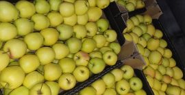 I will sell Idareta 65+ quantity of trucks and