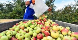 Можем предложить от 50-200 т яблок разных сортов для