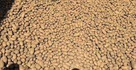 Ich verkaufe essbare Kartoffeln der Sorten Queen Anna, Gala,