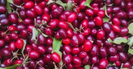 На продају 200 кг дрена сорте Јулијуш (Cornus mas