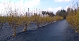 De vânzare 200 kg de corn de soiul Juliusz