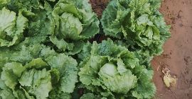 Hochwertiger Römersalat (Sorten Isasa und Eisbergsalat). Der Preis kann