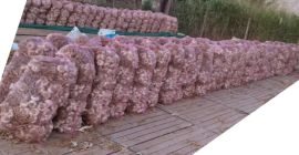 125 000 луковици на връзки по 25 бр. в