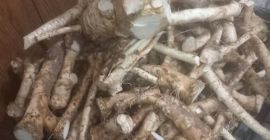 Hrean de casă de vânzare În rădăcini În borcane