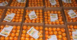 We are pleased to offer premium-quality fresh oranges directly