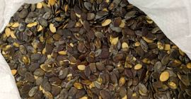 Ich werde Gleisdorfer Kürbiskerne verkaufen