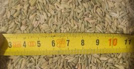 99,5%-os tisztaságú édesköménymag EXW Bulgáriából, 24 tonna minimális rendelési