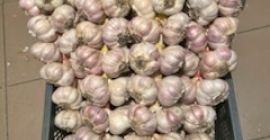 I'm selling Harnaś garlic. We offer sizes 4.5 to